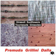 Guido Premuda - Girasoli