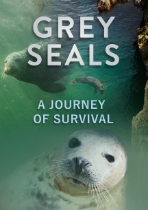 Grey Seals, A Journey Of Survival