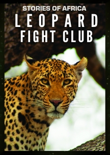 Stories Of Africa: Leopard Fight Club