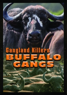 Gangland Killers: Buffalo Gangs