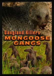 Gangland Killers: Mongoose Gangs