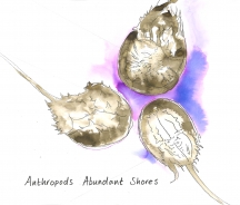 Anthropods - Abundant Shores