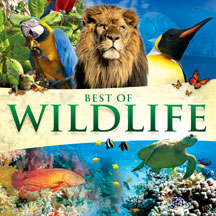 Global Journey - Best Of Wildlife