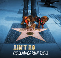 Piper & Scooter - Ain